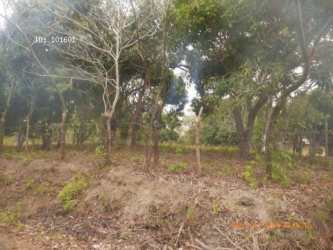 Rural wooded lot with mature trees natural environment for countryside home in Panama