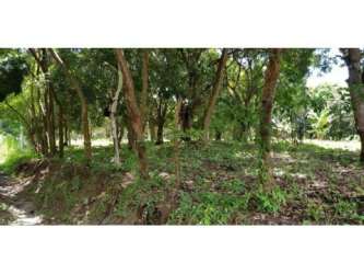 Countryside vacant land with trees ideal for rural home or farm project in El Higo Panama