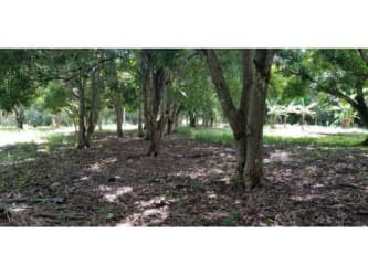 Natural wooded terrain ideal for rural development investment El Higo San Carlos Panama