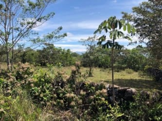 Vacant land parcel with some trees, stone fence and clear sky in Potrerillos Chiriqui for sale