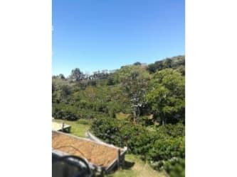Panoramic mountain views with lush coffee plants and border forest at Piedra de Candela farm Panama