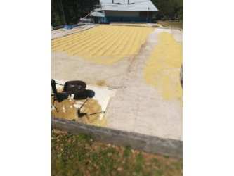 Dense lush rainforest reserve within Piedra de Candela Highlands coffee farm Panama