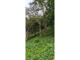 Wooded plot with dense green trees and grass hillside near El Valle Panama