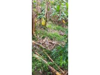 Open grassy land with banana trees and rocky borders in La Amapola El Valle Panama