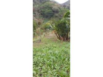 Dense vegetation and banana trees covering countryside lot El Valle Panama