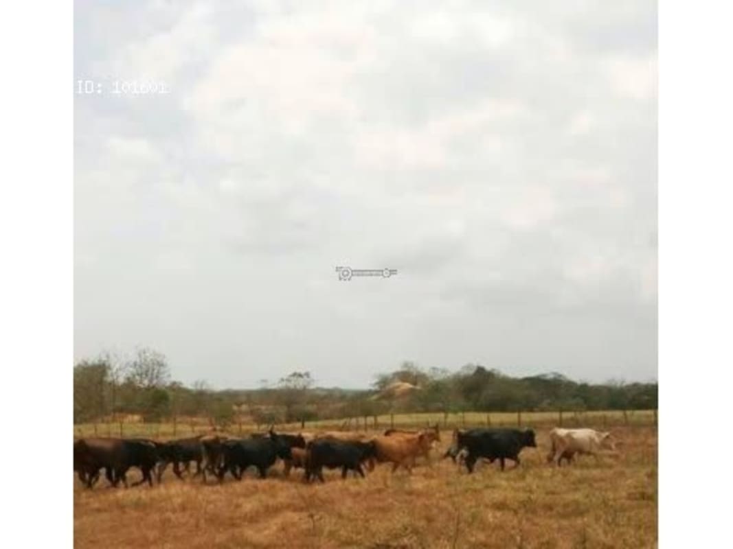 Vast open pasture area with cattle grazing, blue sky, in Tanara Chepo Panama