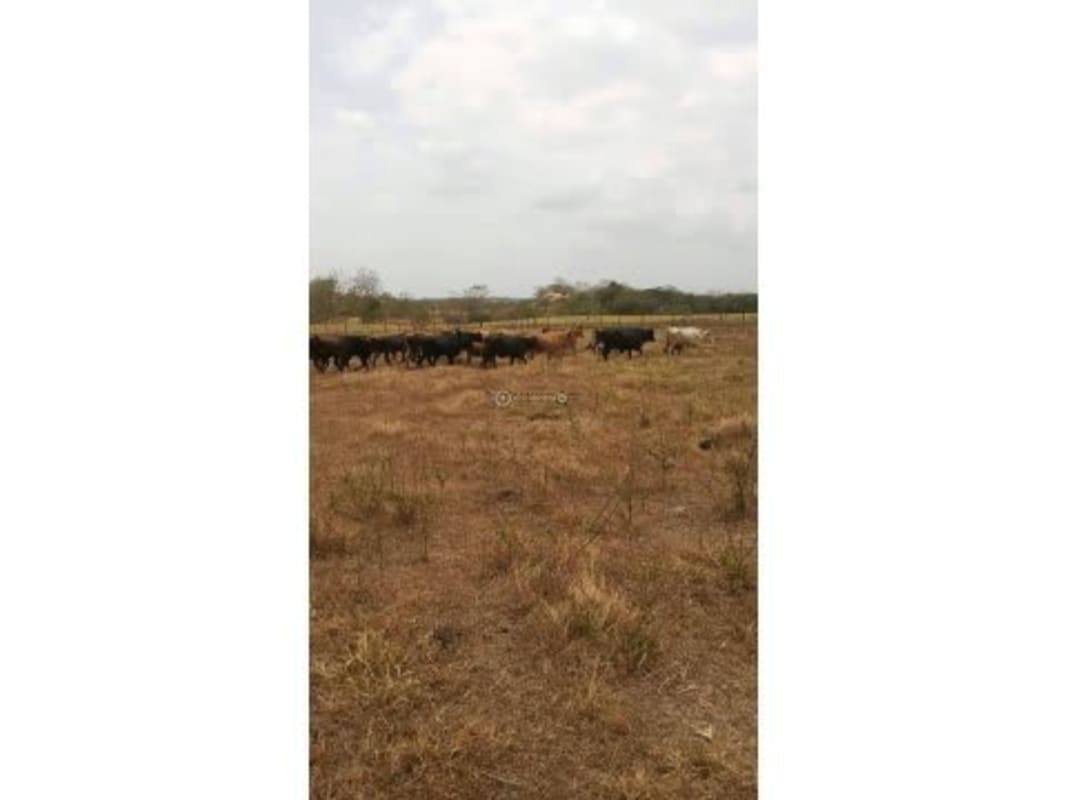 Lush green trees alongside river creek flowing through 25 hectares land in Chepo Panama