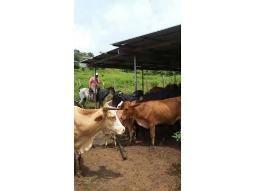 Covered livestock shelter, fenced corral with cows at 25 hectare farm in Chepo Panama