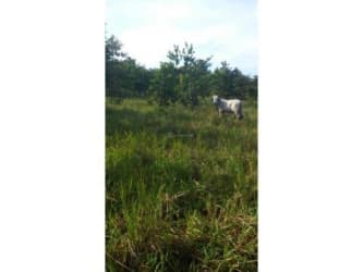 Open pasture with grazing livestock and panoramic countryside views
