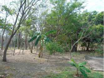 Country property with mature tree cover and clear open space on Pan American highway