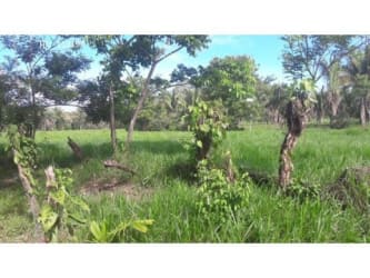 For sale pasture land fenced trees farm property Panama Chiriqui region
