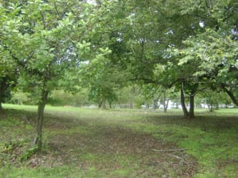 Green tropical vegetation on large 5,000m2 beachfront land parcel in San Carlos Panama