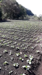 Mature coffee plantation with mountain scenery in Chiriquí Panama