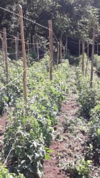Cultivated coffee plants in rich volcanic soil Boquete Panama farm