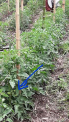 View of vegetable garden and fertile cultivated zones in Palmira Boquete farm