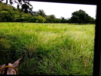 260 Hectare Cattle Ranch & Farmland in Soná Veraguas