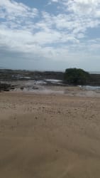 Wooded path on beachfront lot in Veracruz Panama ideal for natural resort