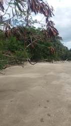 Sandy beach and green forest edge on large Panama beachfront lot for hotel development