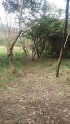 Dirt path surrounded by forest natural vegetation on Panama beachfront development lot