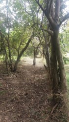 Veracruz Panama beach with tidal flats, sand and scenic tree ideal development land