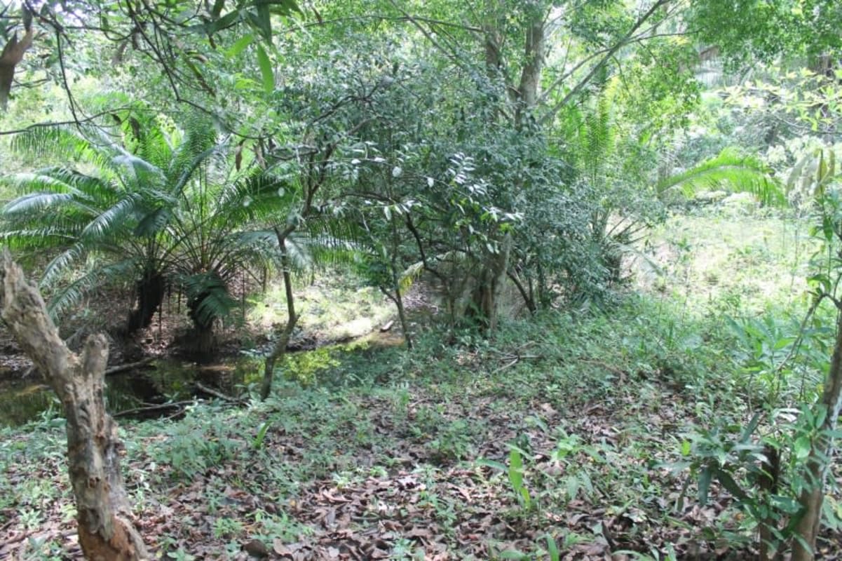 26.7ha Agroforestry Land for Sale Chilibre Panama | Casa Nova Realty - View 5