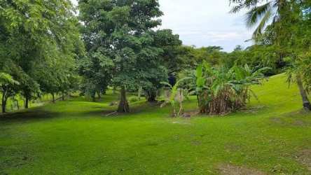 Green open landscape with mature trees and tropical plants at Hacienda Las Lagartijas