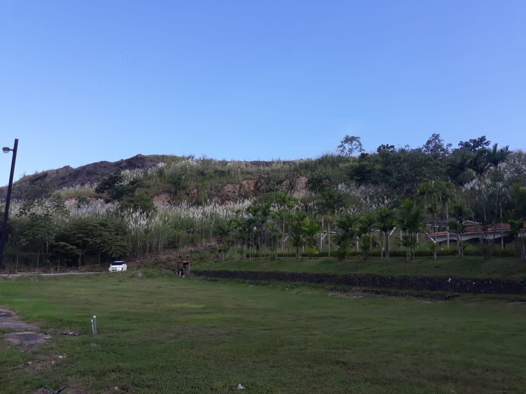 Green open space with hillside view, trees, palm and access road in Milla 8 San Miguelito.