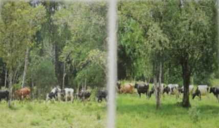 Distant mountain views over dairy farmland pasture Panama ranch property