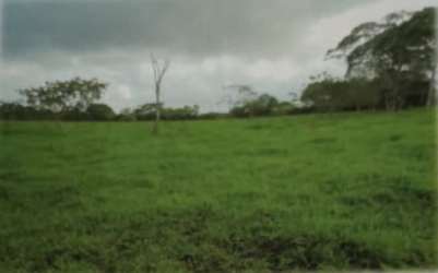 Lush pasture grazing land with cattle in Panama dairy livestock production