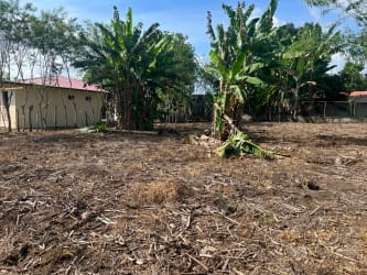 Cleared residential lot 600m2 with banana trees near center of La Concepción Bugaba