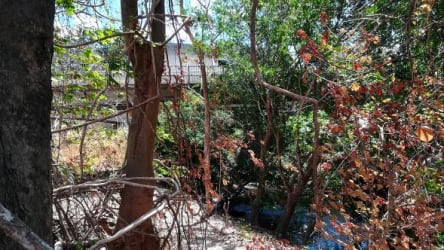 Deciduous trees in natural woodland area Panama land for sale