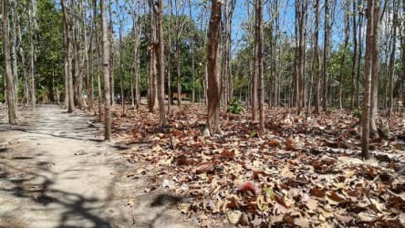 Open dirt space beneath trees in agricultural land Río Hato Coclé