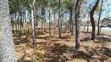 Wooded lot with road edge on development land Río Hato Coclé Panama