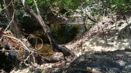 Shallow creek and forest trees on land investment property Panama