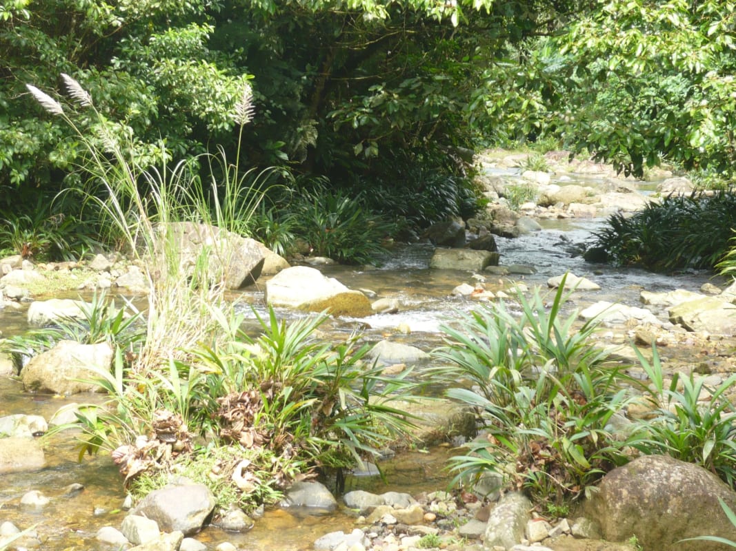Flowing water and dense tropical greenery on large eco land in Chepo Panama