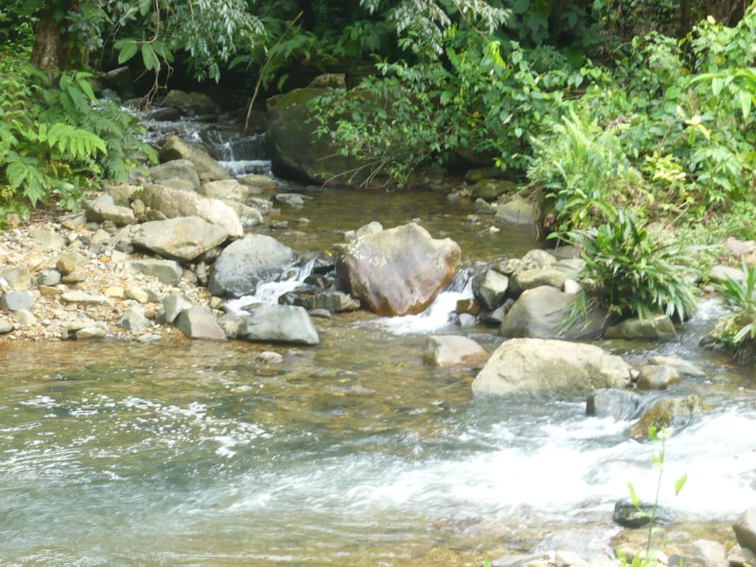 Freshwater creek flowing amid lush forest on Chepo Panama conservation property