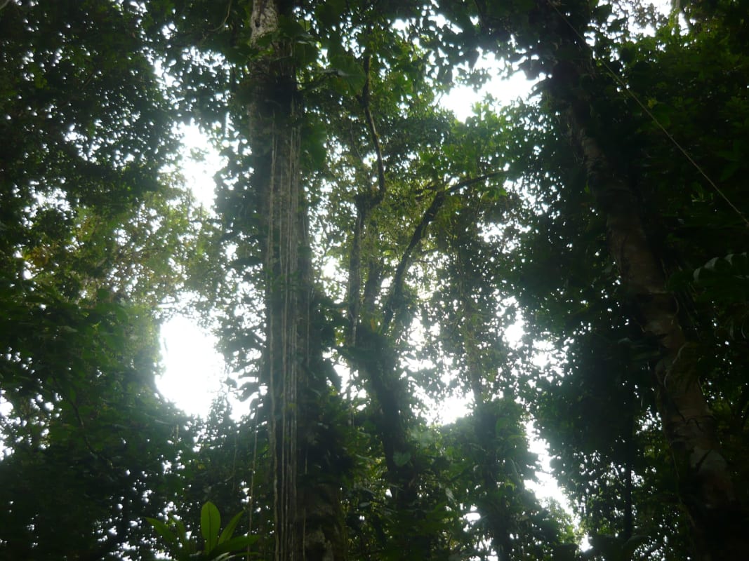 Dense canopy of tall forest trees and vines on 41 hectare land for sale Chepo Panama