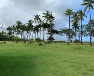 Open coastal pasture with palms, ocean in background Costa Abajo Colón Panama