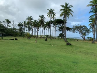 Caribbean property with tall palms, sandy shore, ocean view ideal for development Costa Abajo Colón Panama