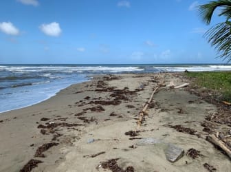 Tropical land lot with coconut palms by Caribbean beach Costa Abajo Colón Panama
