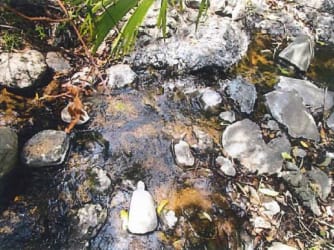 Flowing creek with rocks surrounded by green foliage on large Panama property