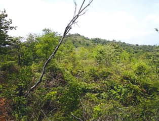 Land for Sale in Llano Catival / Mariato - 0 bedrooms