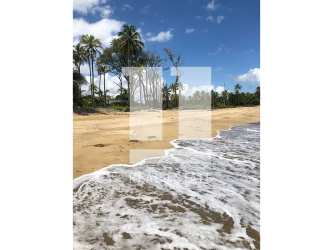 Sandy beachfront land with palm trees on the Caribbean near Turtle Creek Marina Palenque Panama