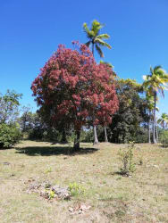Open field with trees and vibrant nature under clear sky for sale Copecito Panama