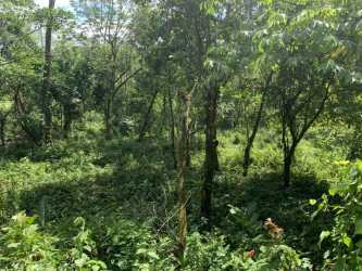 View of wooded pasture areas ideal for farming on large land in Boquerón Panama