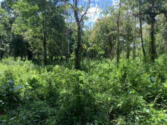 Secluded forested area ideal for eco-project or agriculture in Boquerón Chiriquí Panama