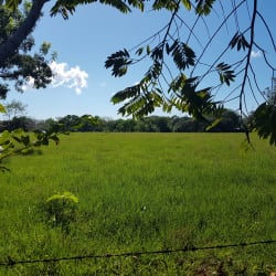 Natural flat land with green grass and tree shading perfect for development or agricultural use