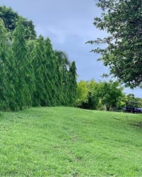 Green wide land with mature trees inside exclusive Punta Barco Resort San Carlos Panama