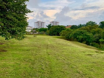 Palm trees and open land at Punta Barco Resort gated beachfront community Panama