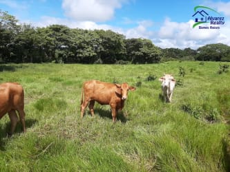 Open field ready for farming or residential subdivision in Dolega Panama